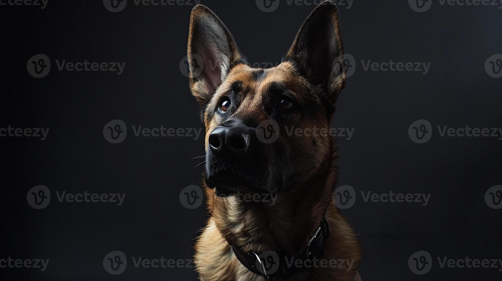 A german shepherd dog is looking up at the camera photo