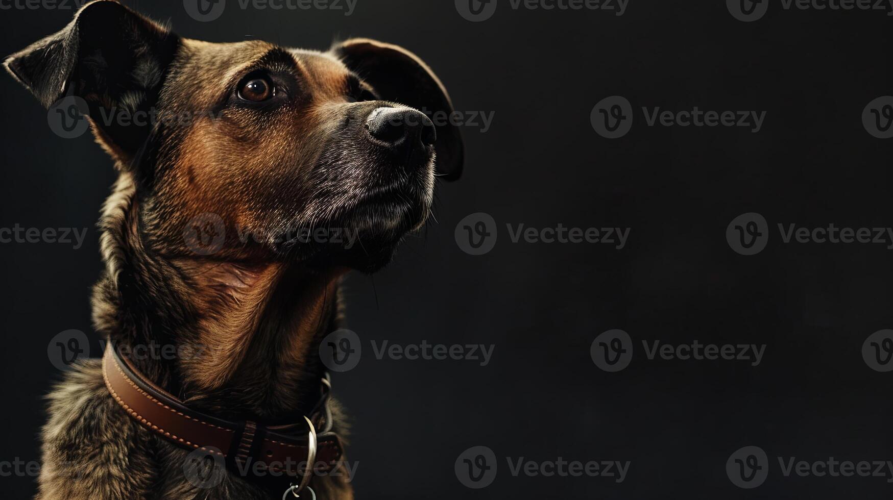 A dog with a collar on a black background photo