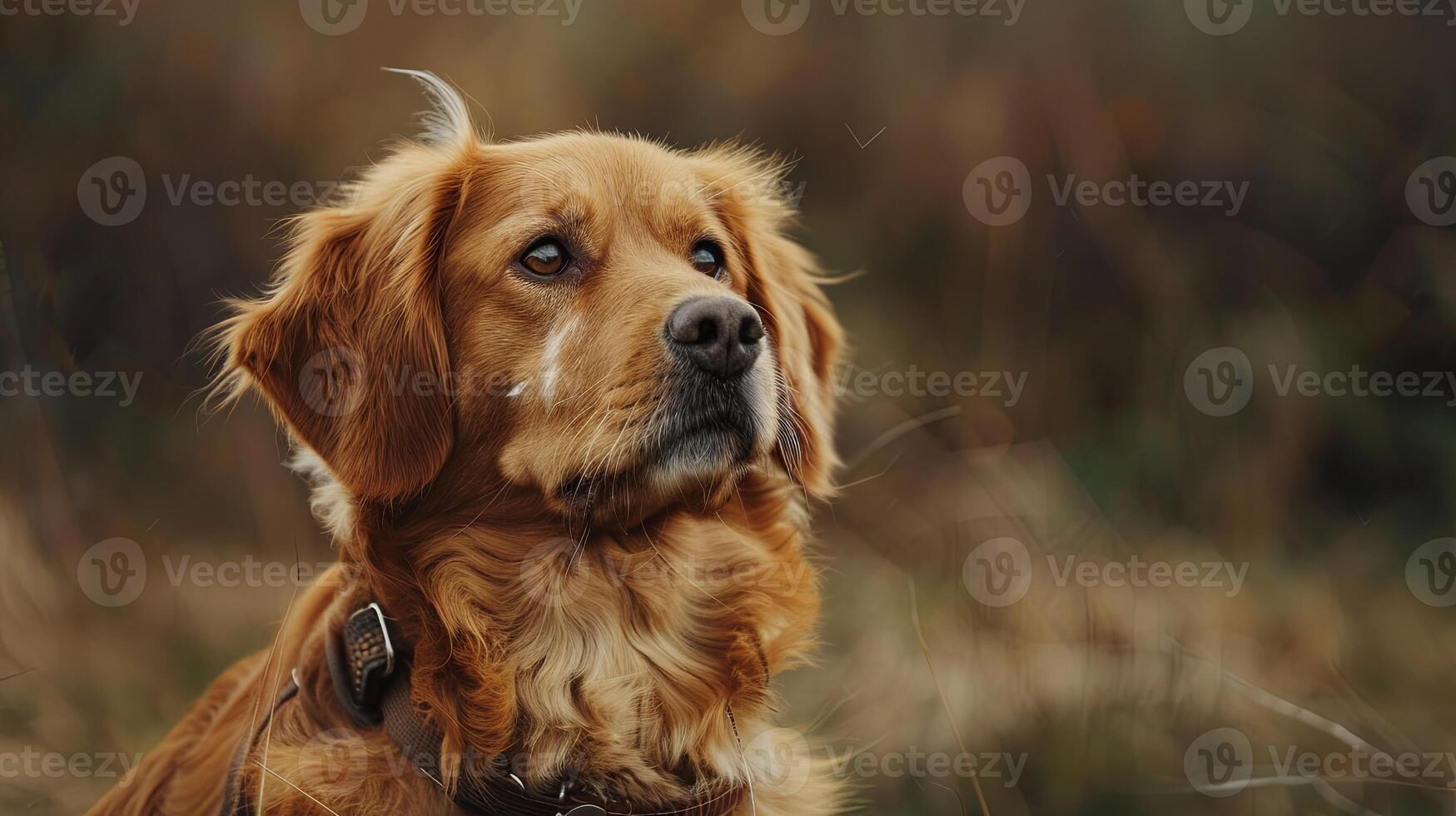 A golden retriever sitting in a field photo