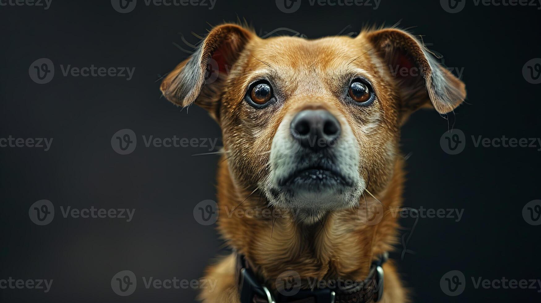 A close up of a dog looking up at the camera photo
