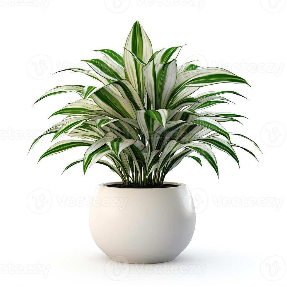 A green and white potted plant on a white background photo
