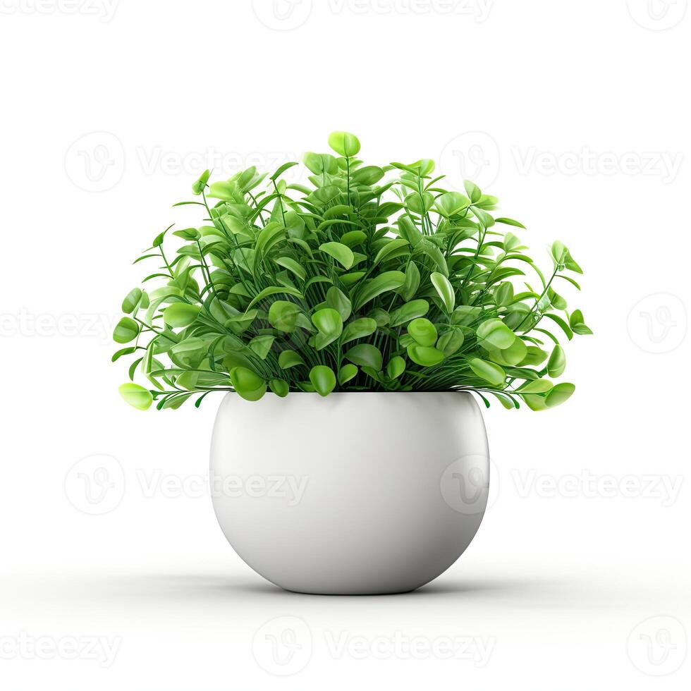 Green plant in white pot on white background photo