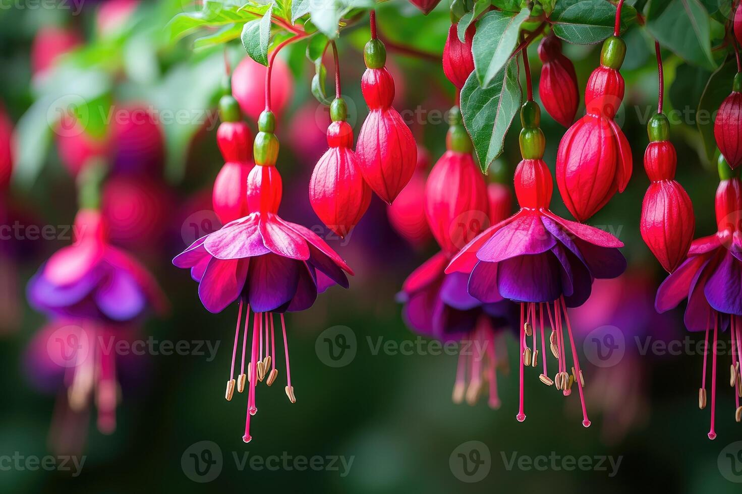 A close-up of vibrant red and purple hanging fuchsia flowers with green plants in focus. photo