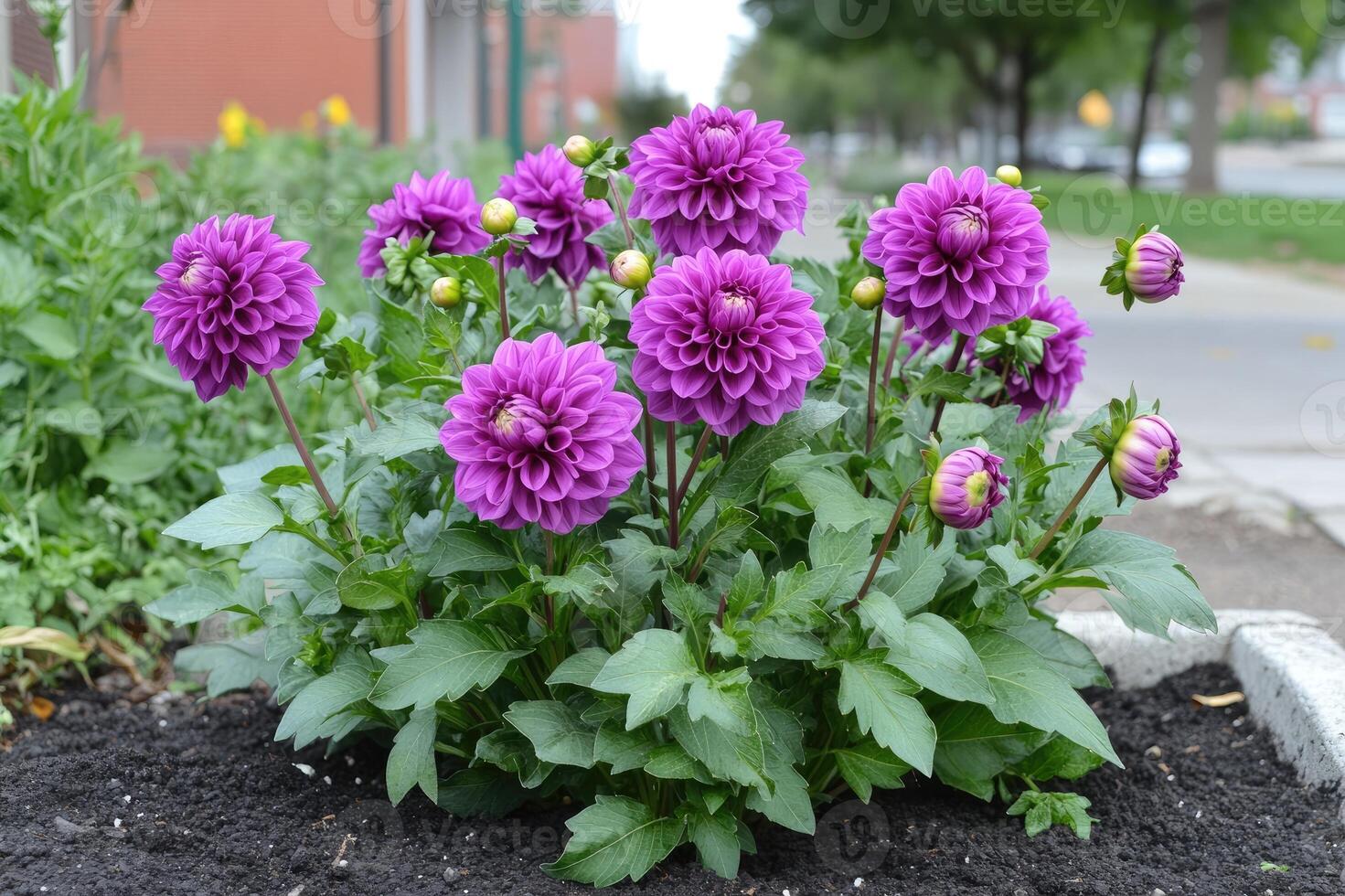 Purple dahlias blooming in an urban garden in autumn photo