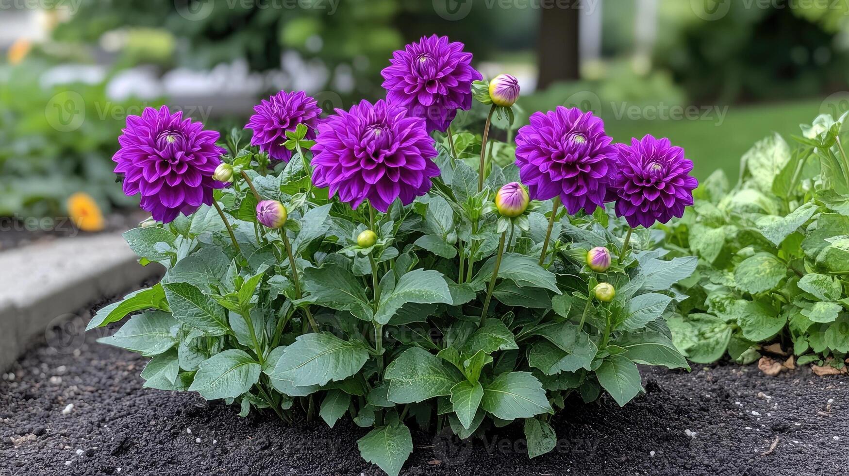 Purple dahlia flowers blooming in garden flowerbed photo