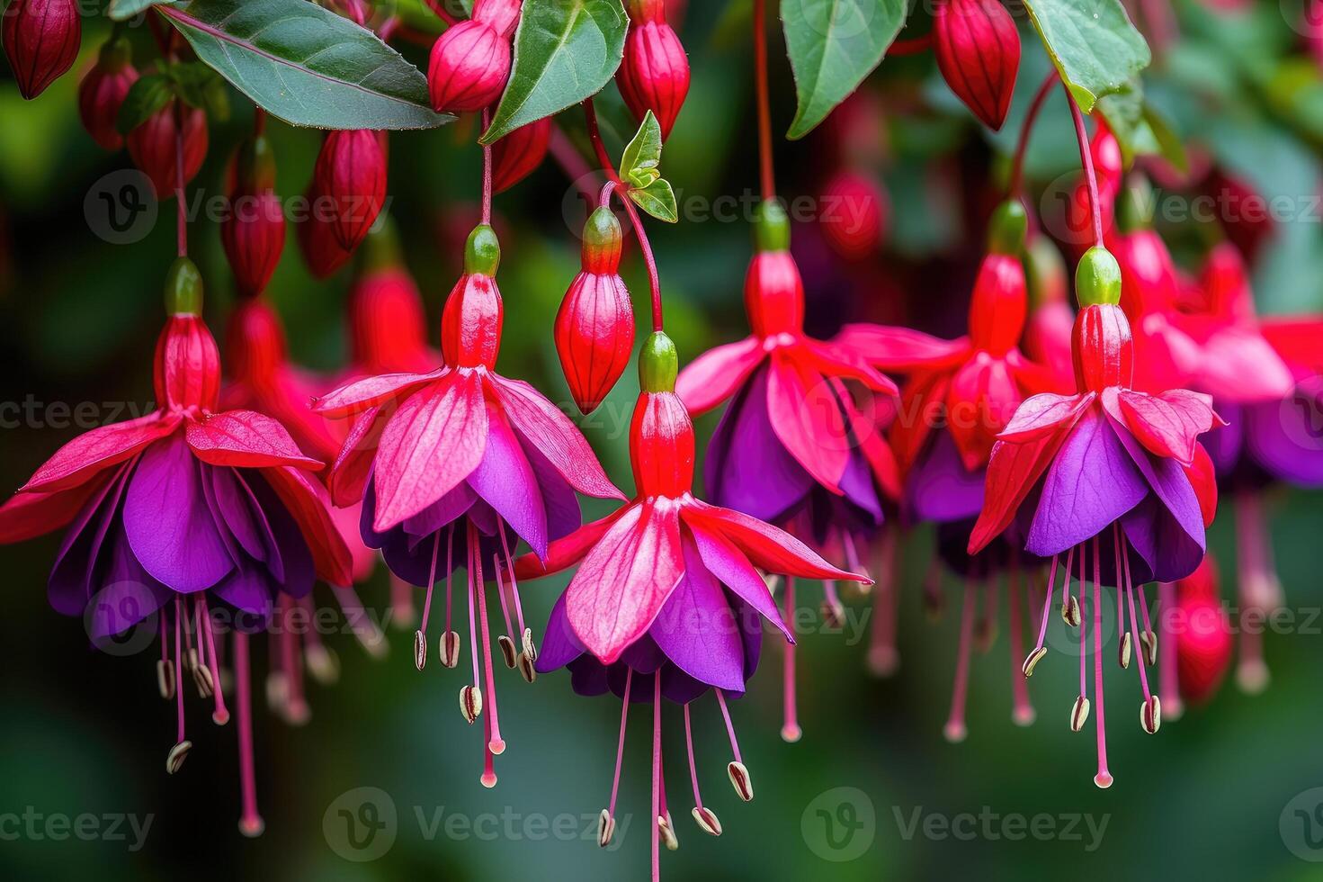 A close-up of vibrant red and purple hanging fuchsia flowers with green plants in focus. photo