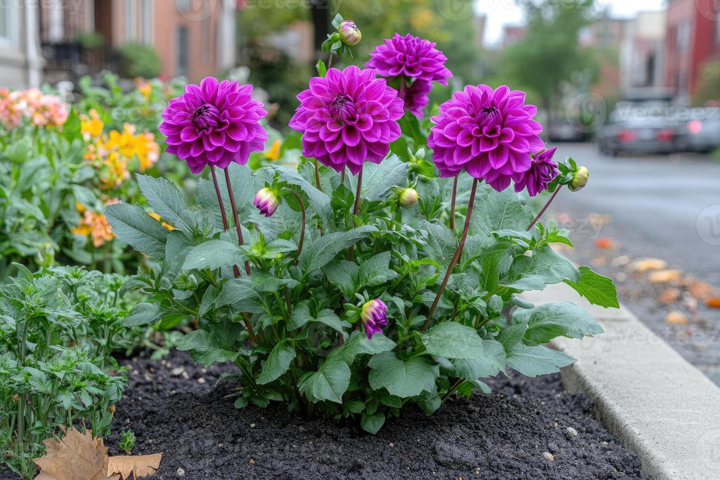 Purple dahlias blooming in an urban garden in autumn photo
