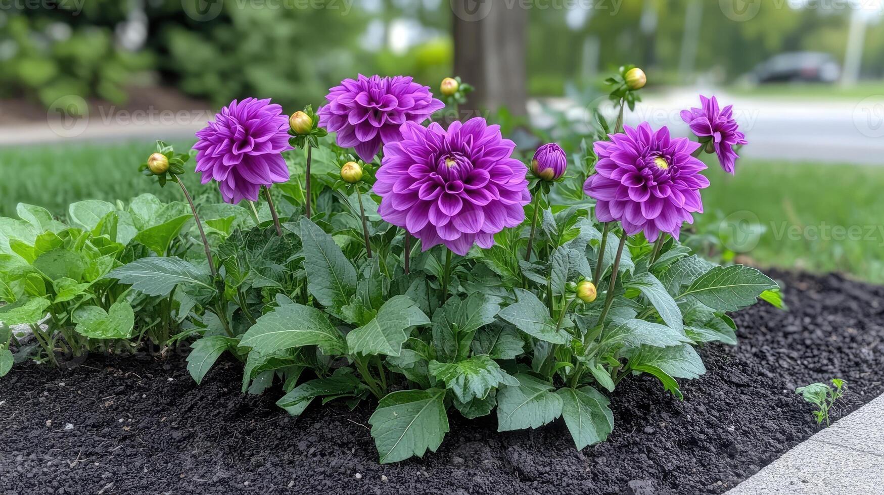 Purple dahlia flowers blooming in garden flowerbed photo