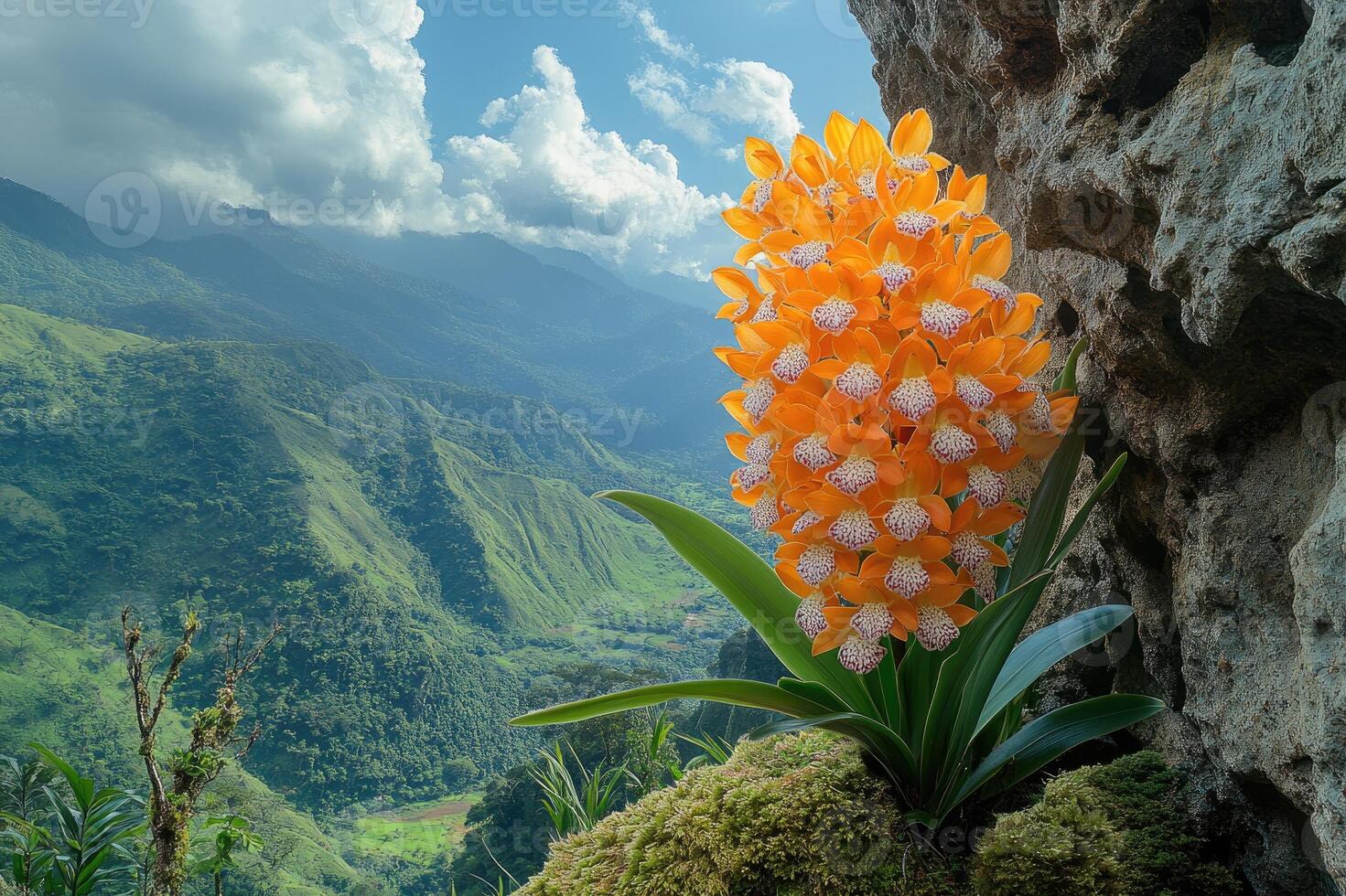 Orange orchid growing on mountain cliffside with clouds photo