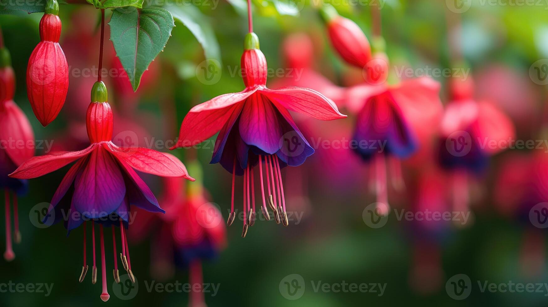 A close-up of vibrant red and purple hanging fuchsia flowers with green plants in focus. photo