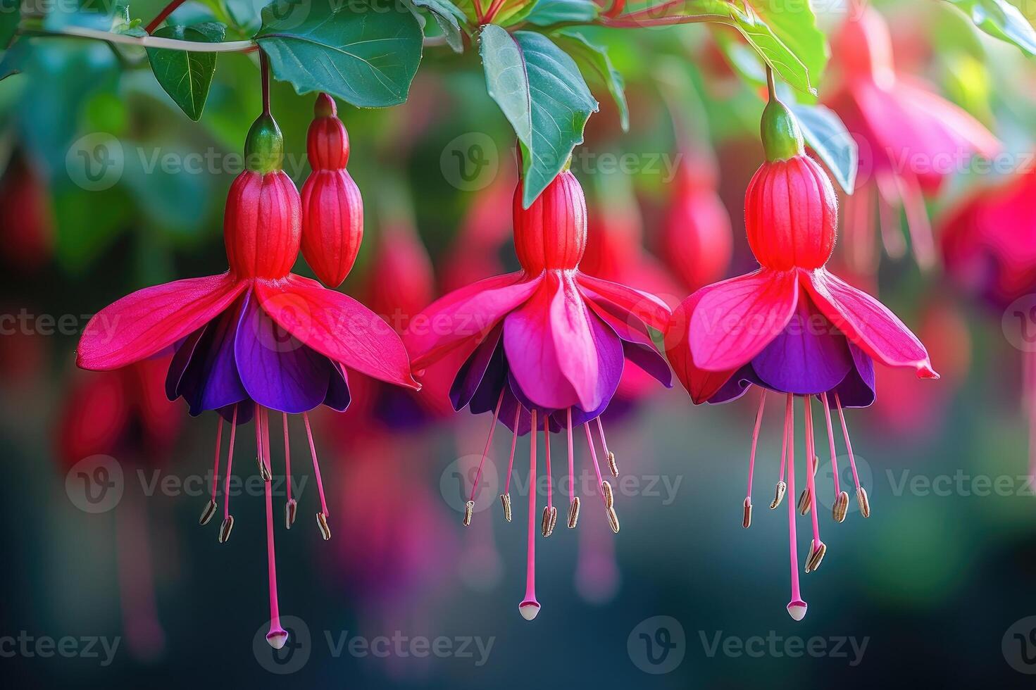A close-up of vibrant red and purple hanging fuchsia flowers with green plants in focus. photo