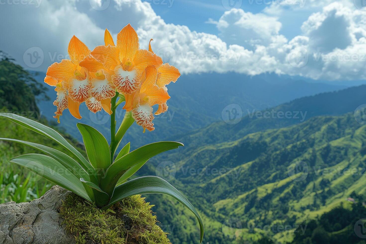 Orange orchid growing on mountain cliffside with clouds photo