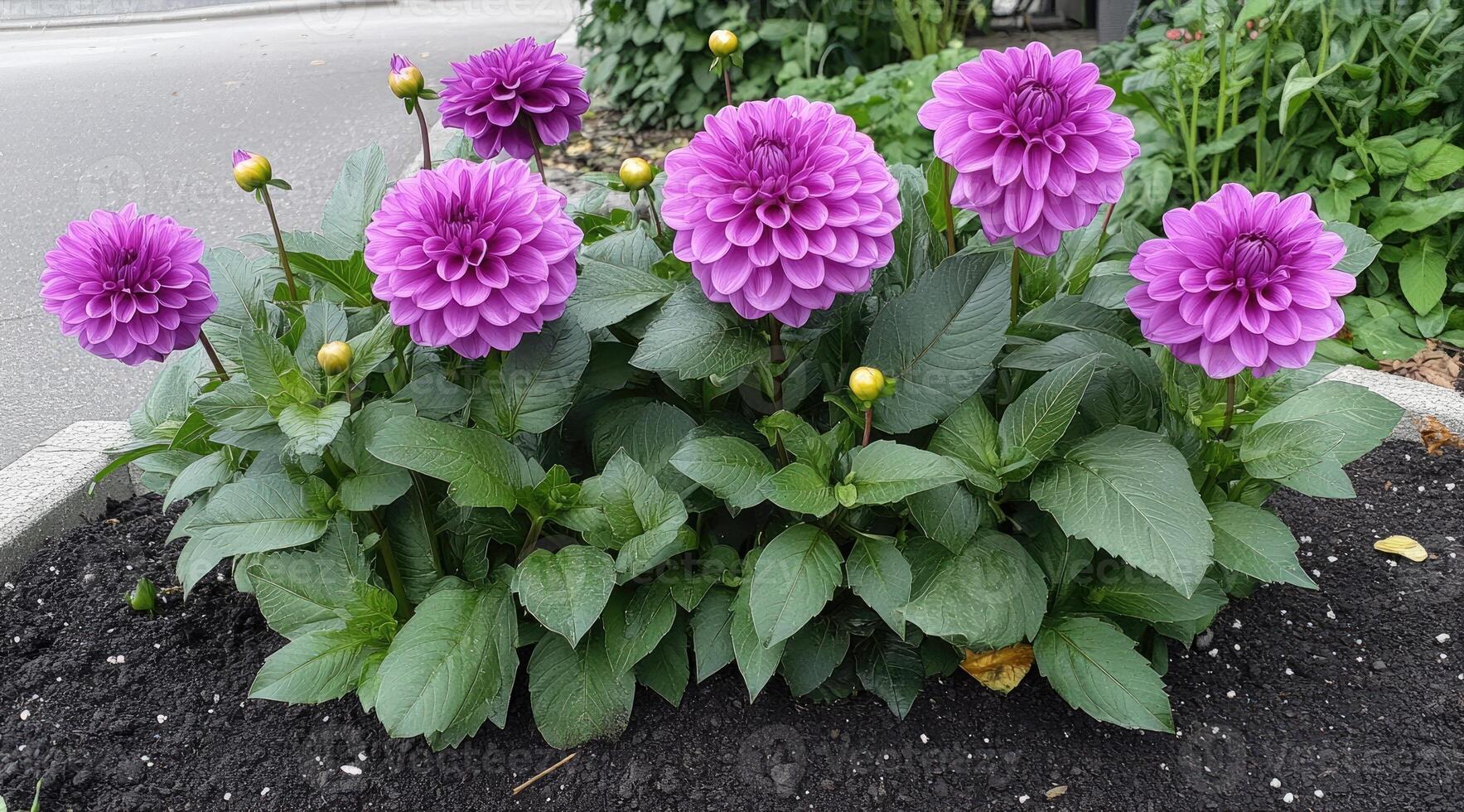Purple dahlia flowers blooming in summer garden photo