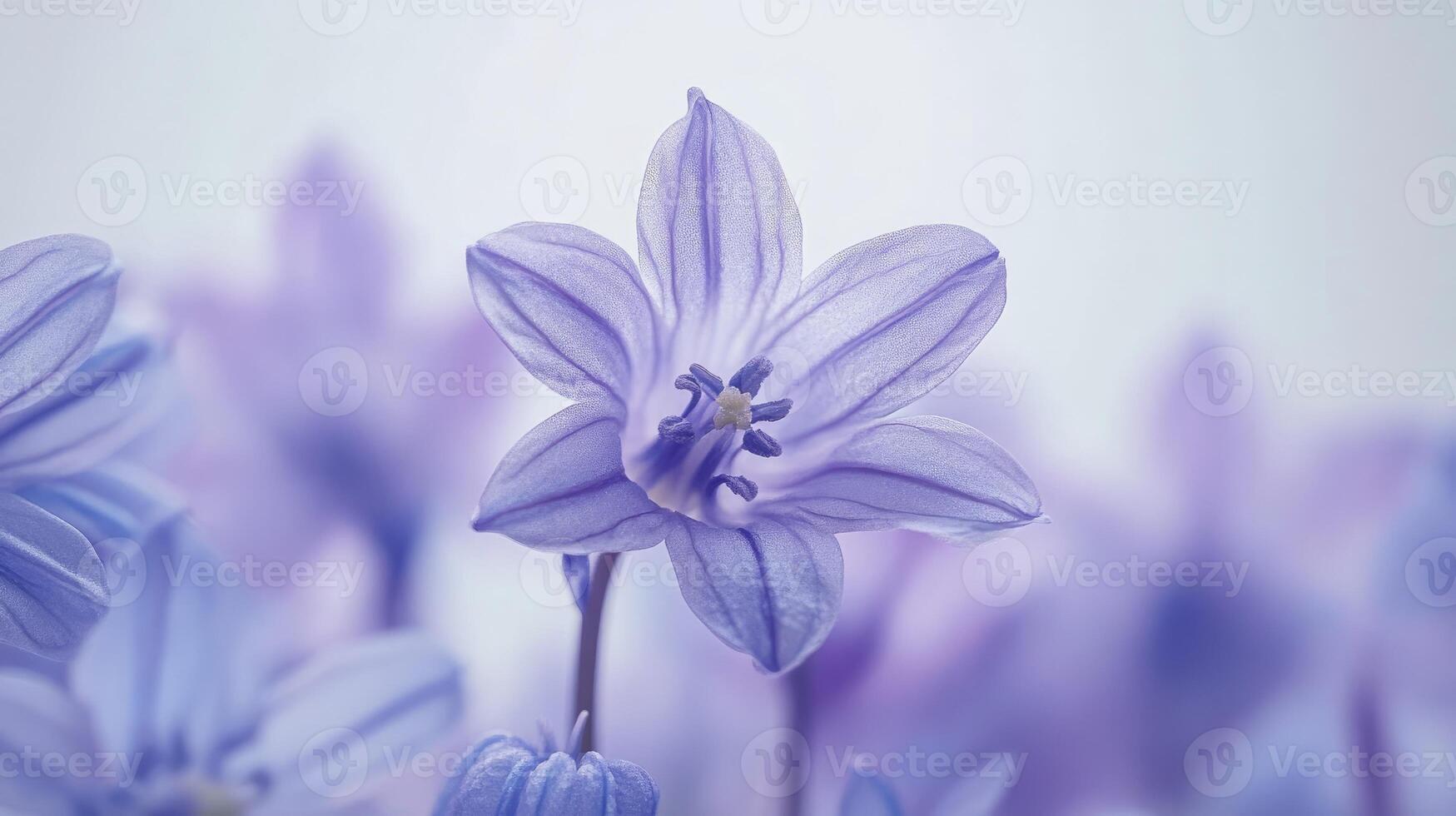 Delicate blue flower blooming in springtime garden photo