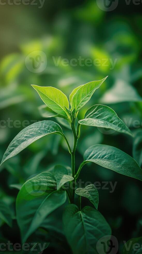 Young plant growing in sunlight with green leaves photo