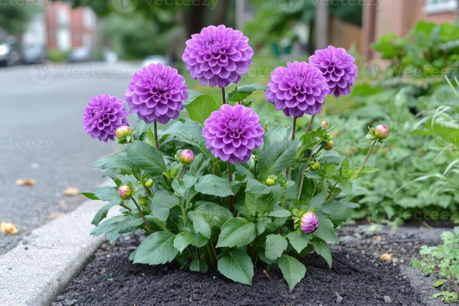 Purple dahlias blooming in an urban garden in autumn photo
