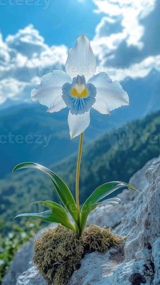 Beautiful orchid growing on rocks in mountain landscape photo
