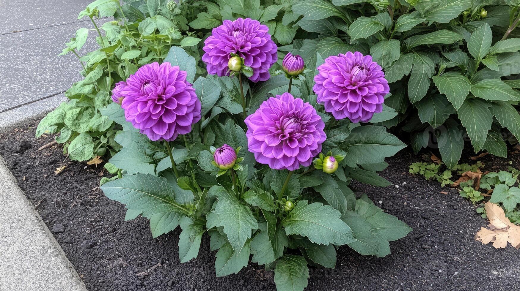 Purple dahlia flowers blooming in summer garden photo