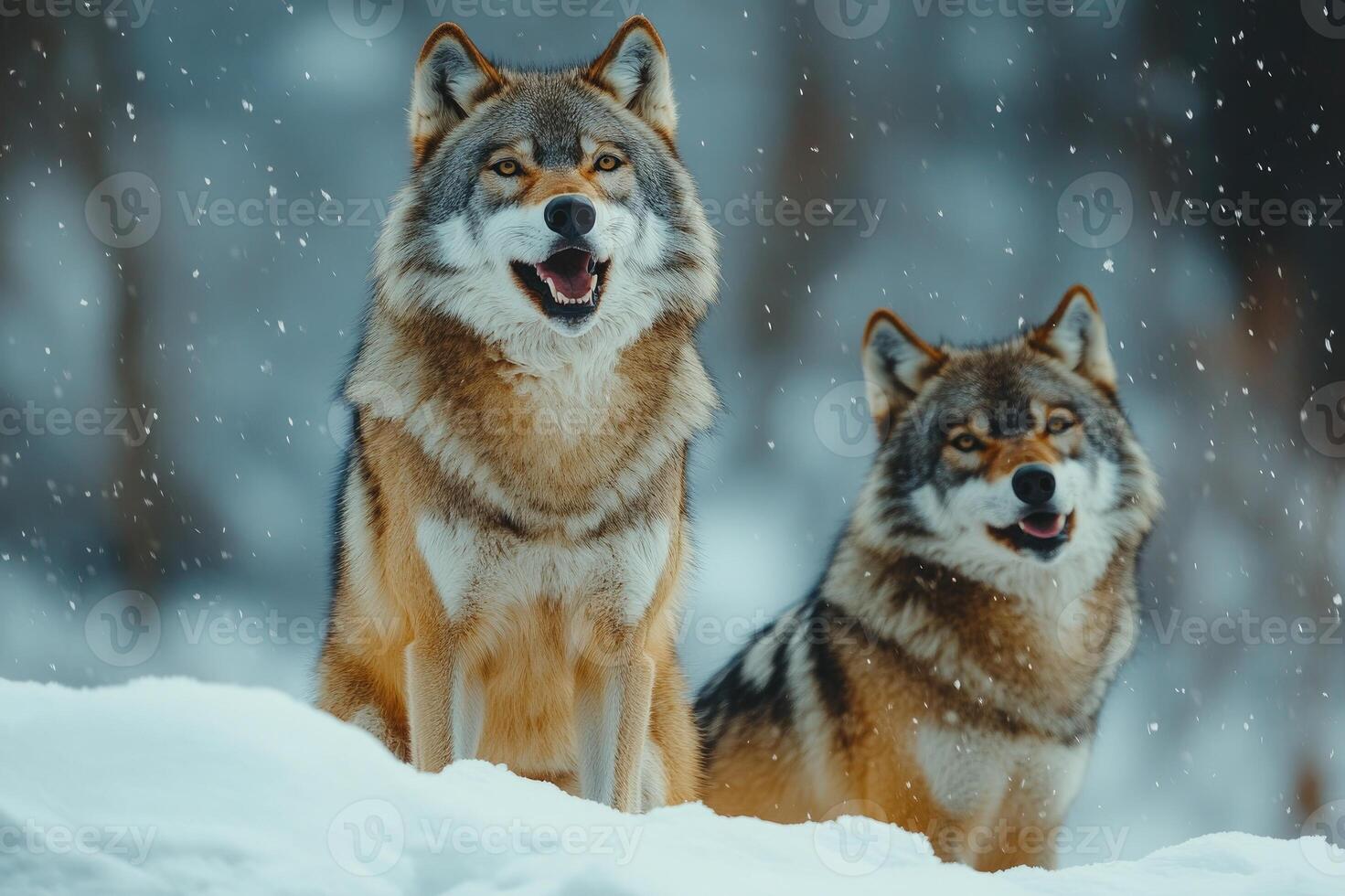 Two wolves howling while standing on snowy hill during winter photo