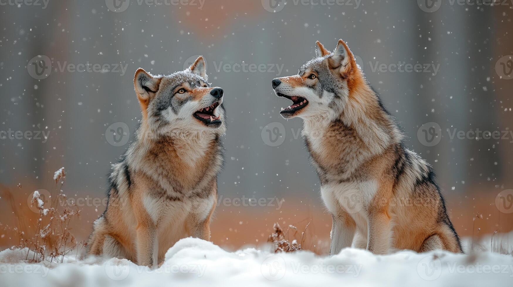 Two wolves howling under the snowfall photo