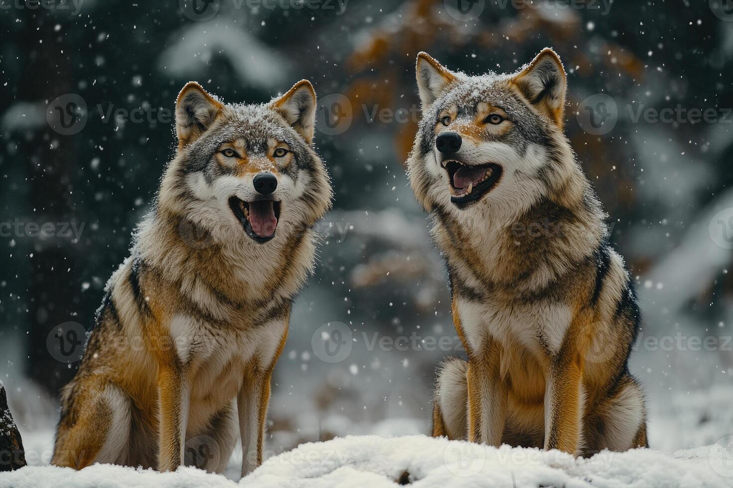 Two wolves howling while standing on snowy hill during winter photo