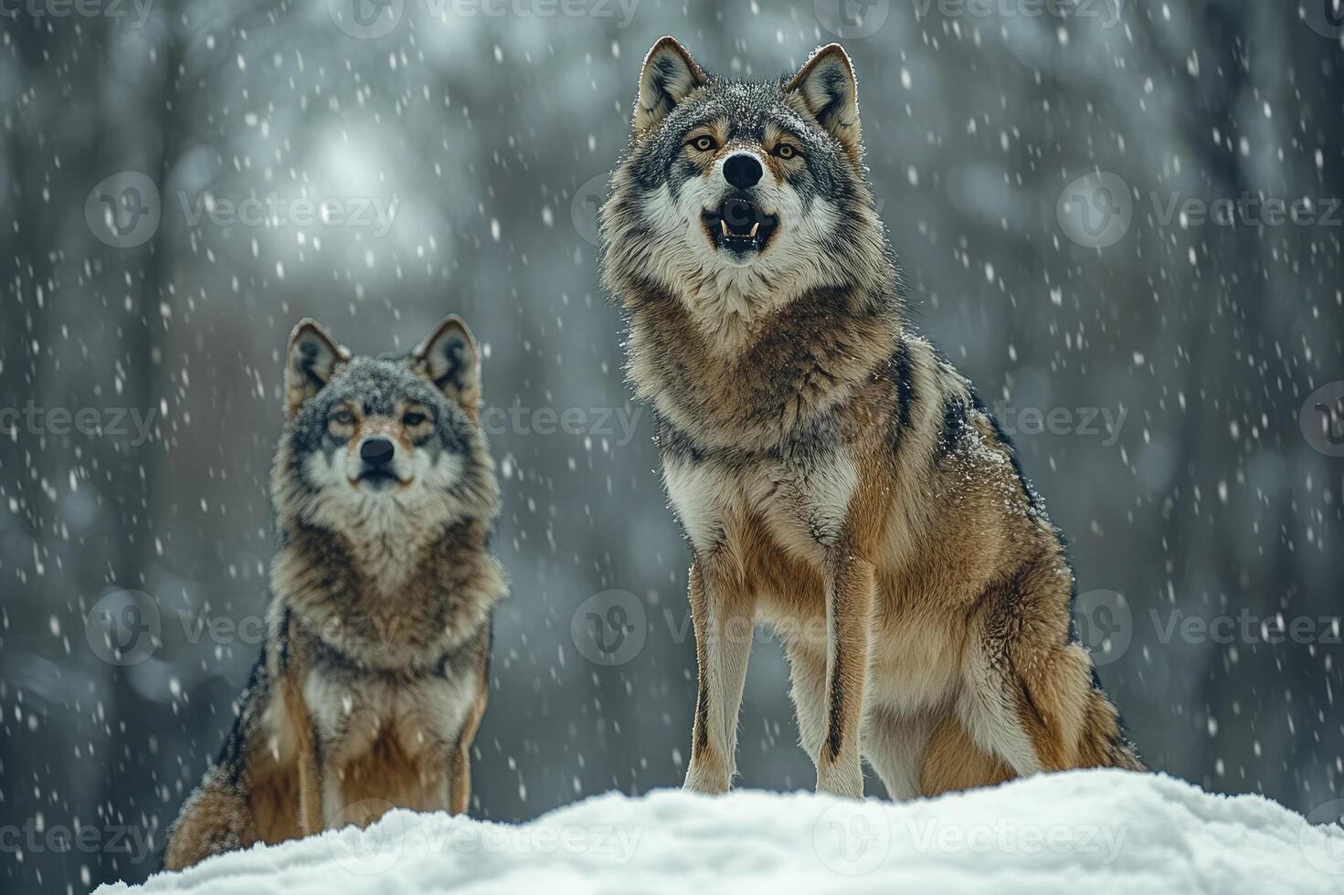 Two wolves howling while standing on snowy hill during winter photo