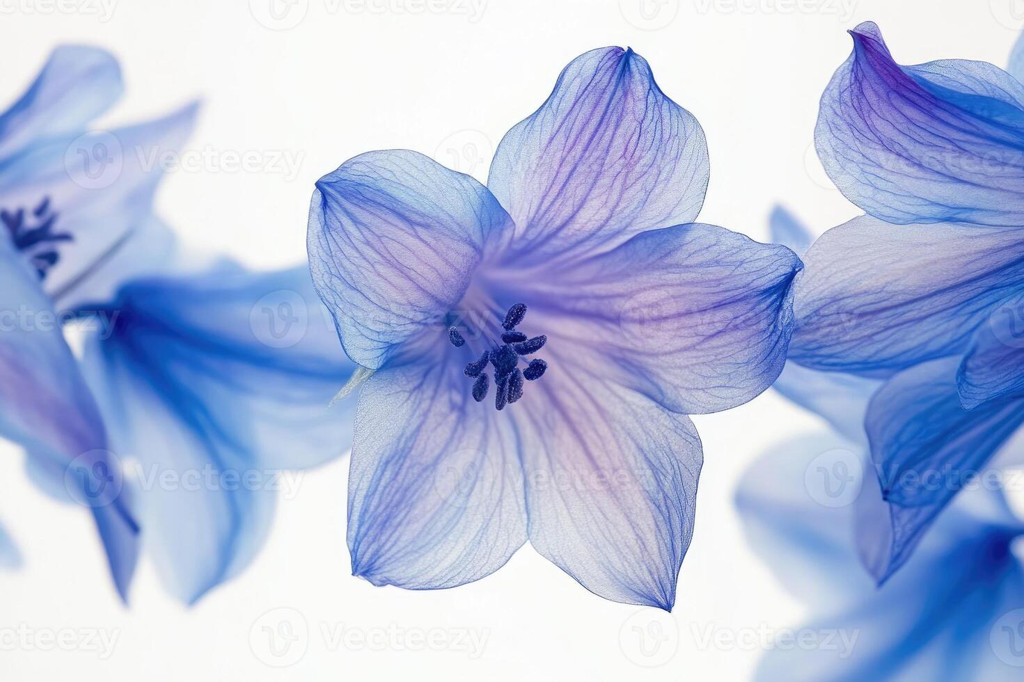 Delicate blue flowers blooming on white background photo