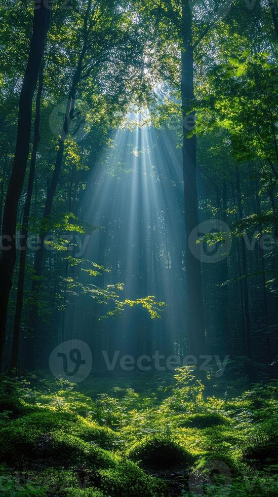 Sunbeams lighting lush green forest floor photo