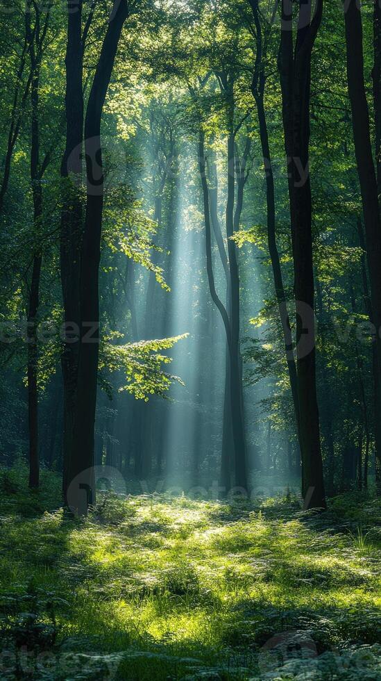 Sunbeams lighting lush green forest floor photo