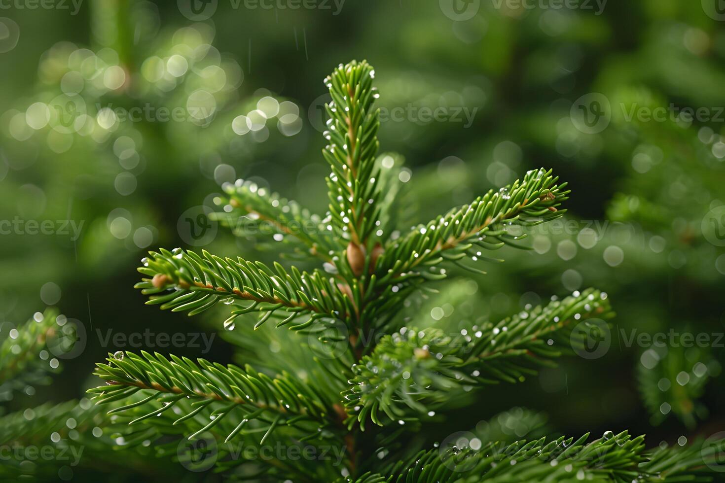 Evergreen Foliage with Dewdrops in Serene Natural Setting photo