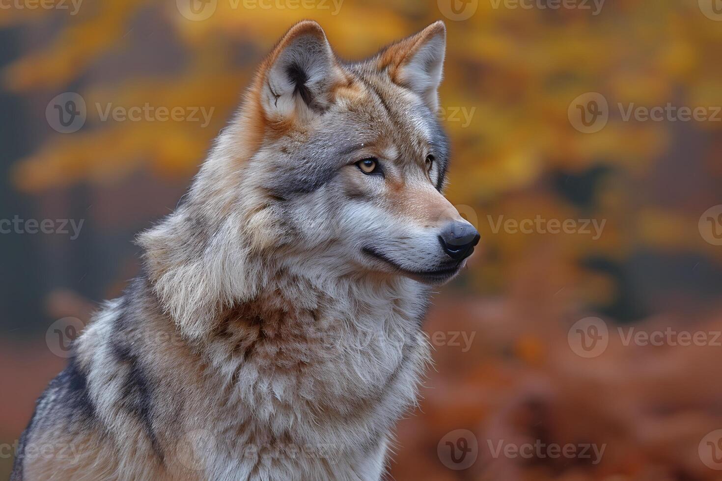 Autumn Wolf in Forest Landscape - Majestic Wildlife in Seasonal Setting photo