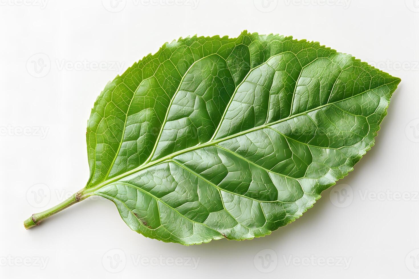 Vibrant Green Leaf Detailed Close-Up for Nature and Botanical Design photo