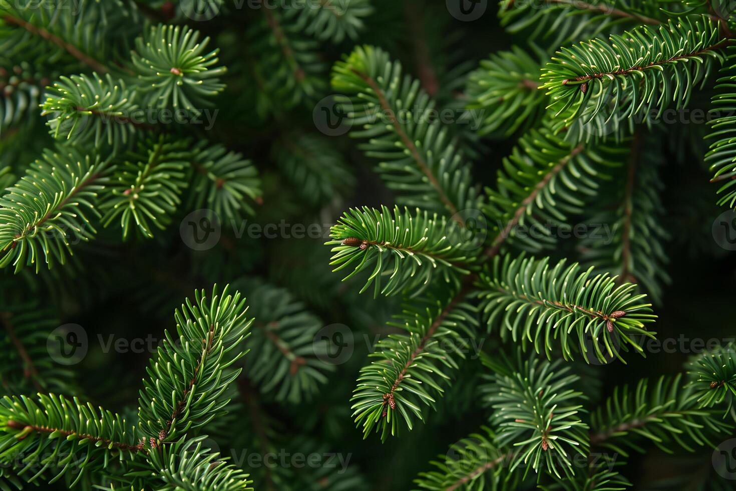 Vibrant Green Pine Tree Branches for Nature and Holiday Design photo