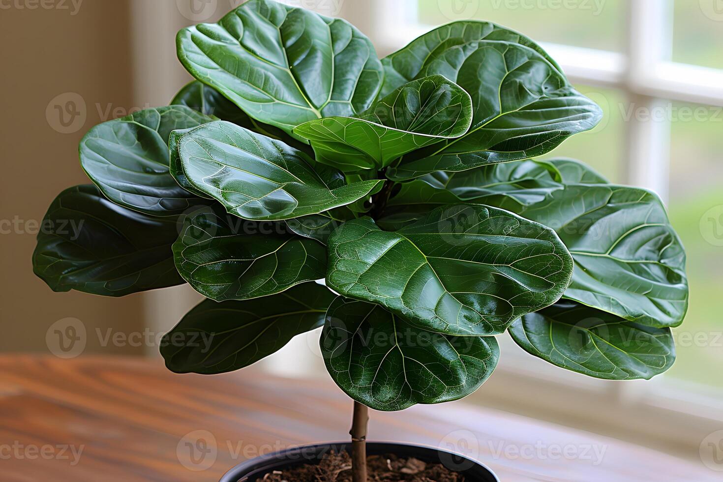Fiddle Leaf Fig in Natural Light - Perfect for Home Decor and Interior Design photo