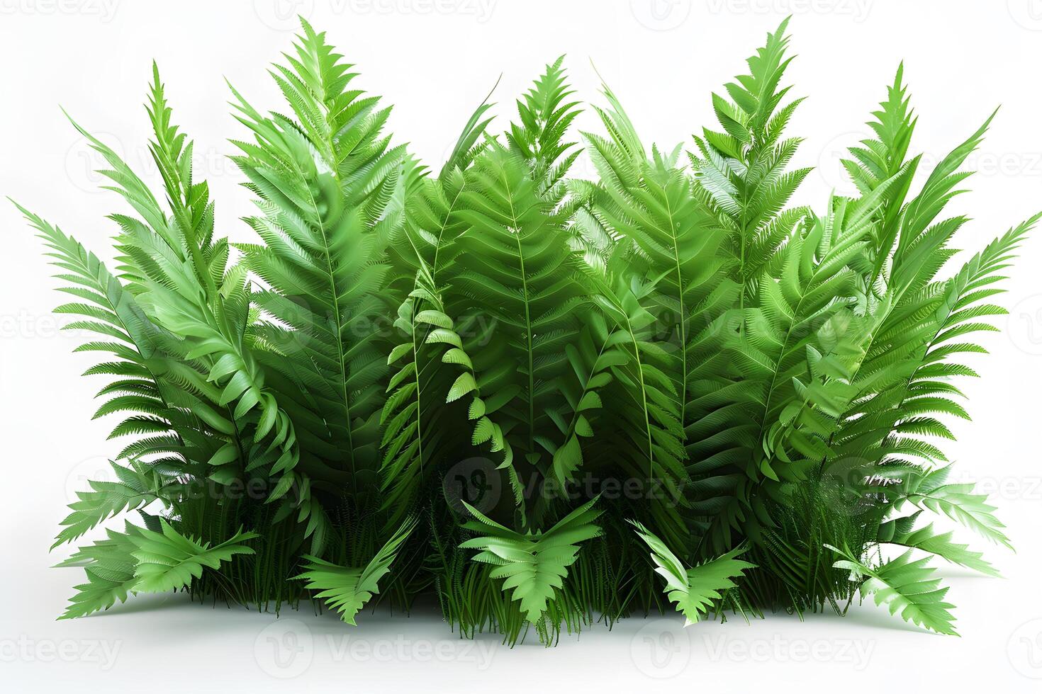 Lush Green Fern Leaves on White Background for Nature Design and Botanical Projects photo