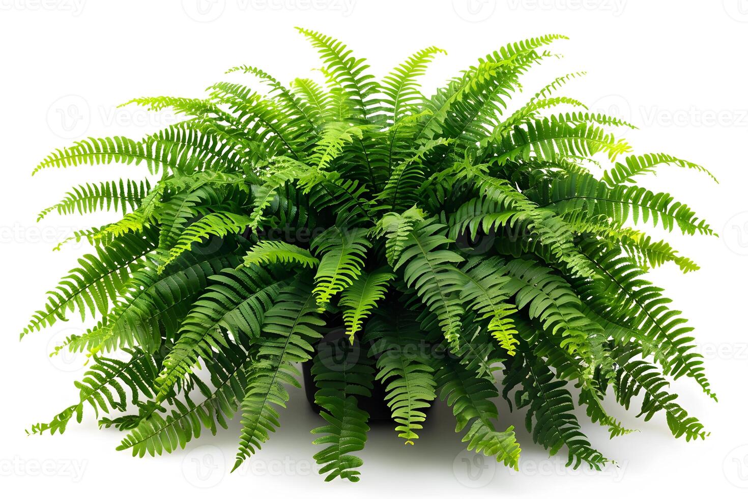 Lush Green Boston Fern Plant for Home Decor and Natural Ambiance photo