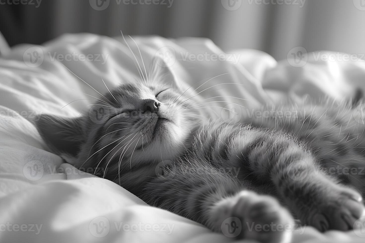 Adorable Sleeping Kitten on Soft Blanket for Comfort and Relaxation photo