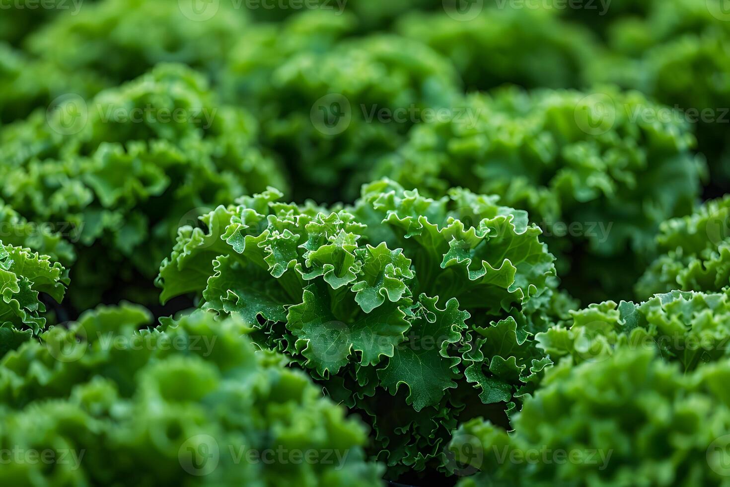 Fresh Green Lettuce in an Organic Farm Field for Healthy Eating and Gardening Inspiration photo
