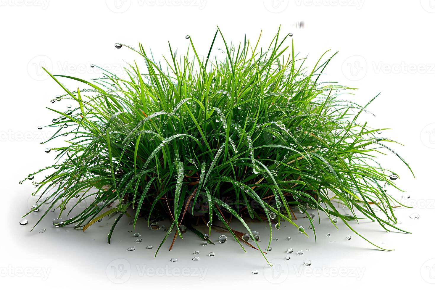 Fresh Dew-Covered Green Grass Cluster for Nature and Design Concepts photo