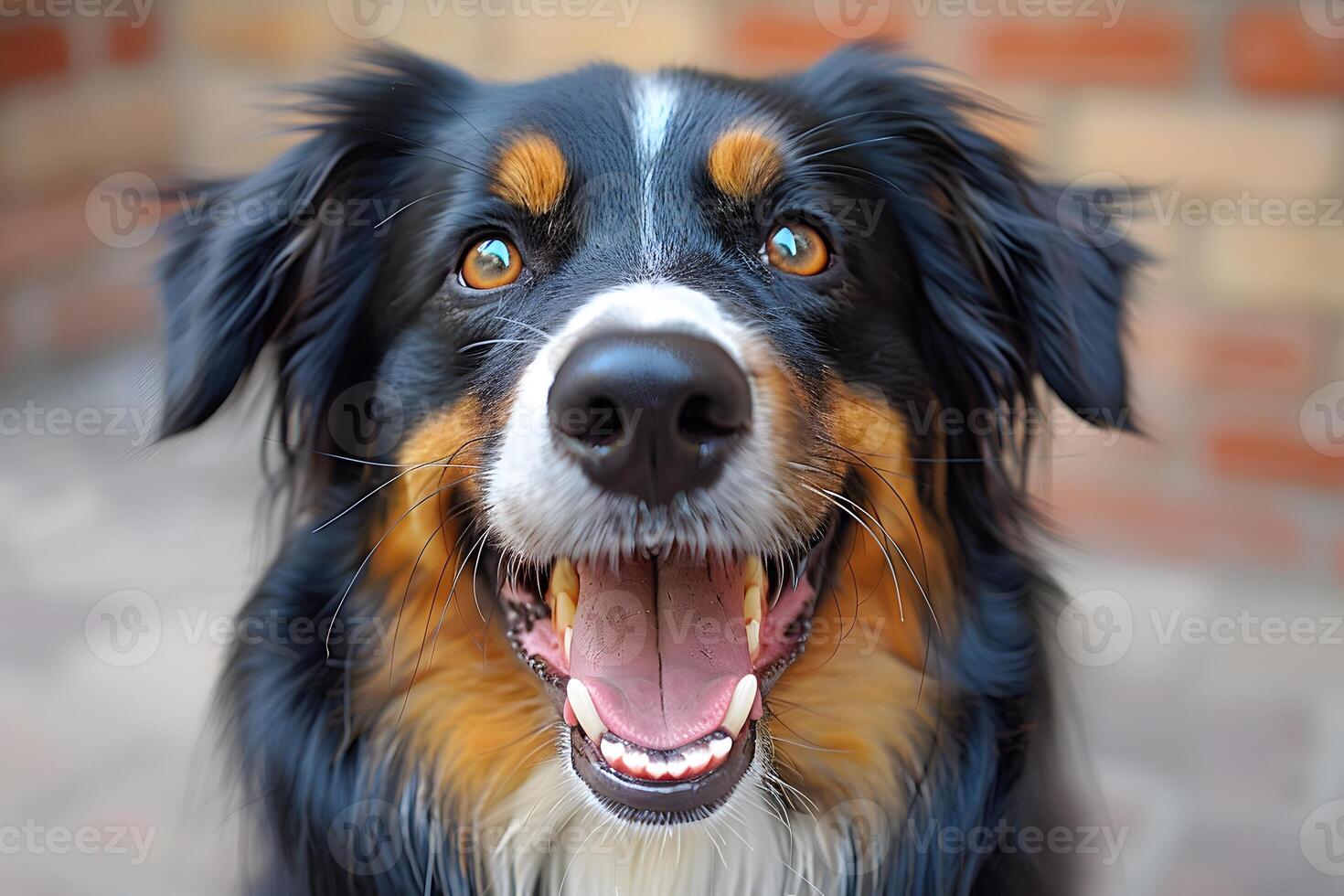 Close-Up of a Happy Australian Shepherd with Bright Eyes and Fluffy Fur photo