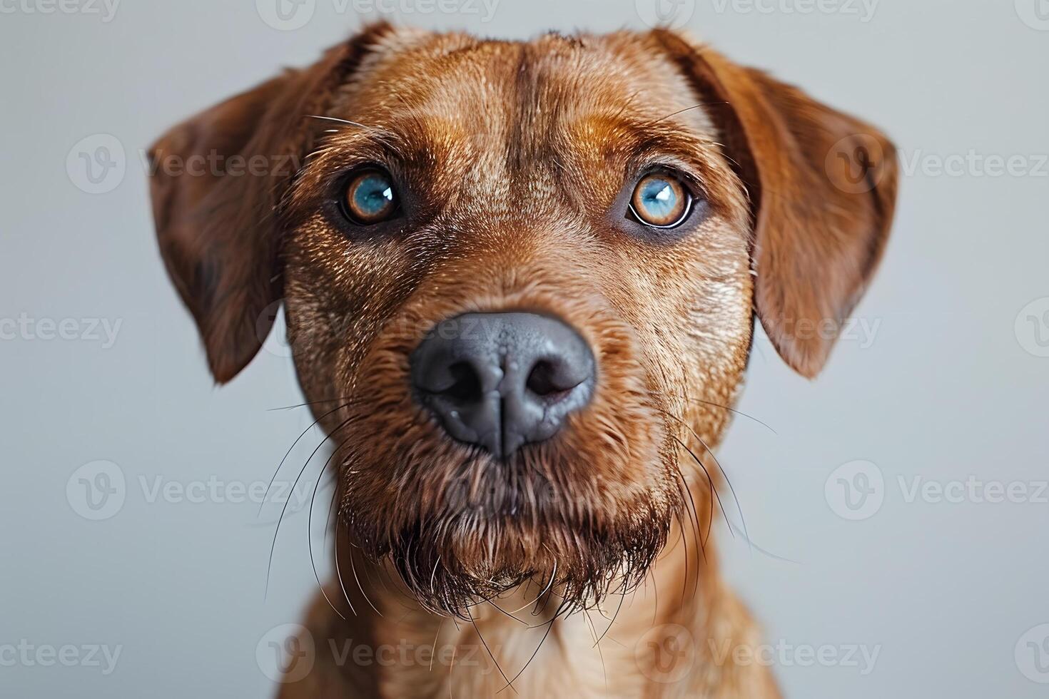 Portrait of a Wet Dog with Expressive Eyes for Animal Love and Pet Care Concepts photo