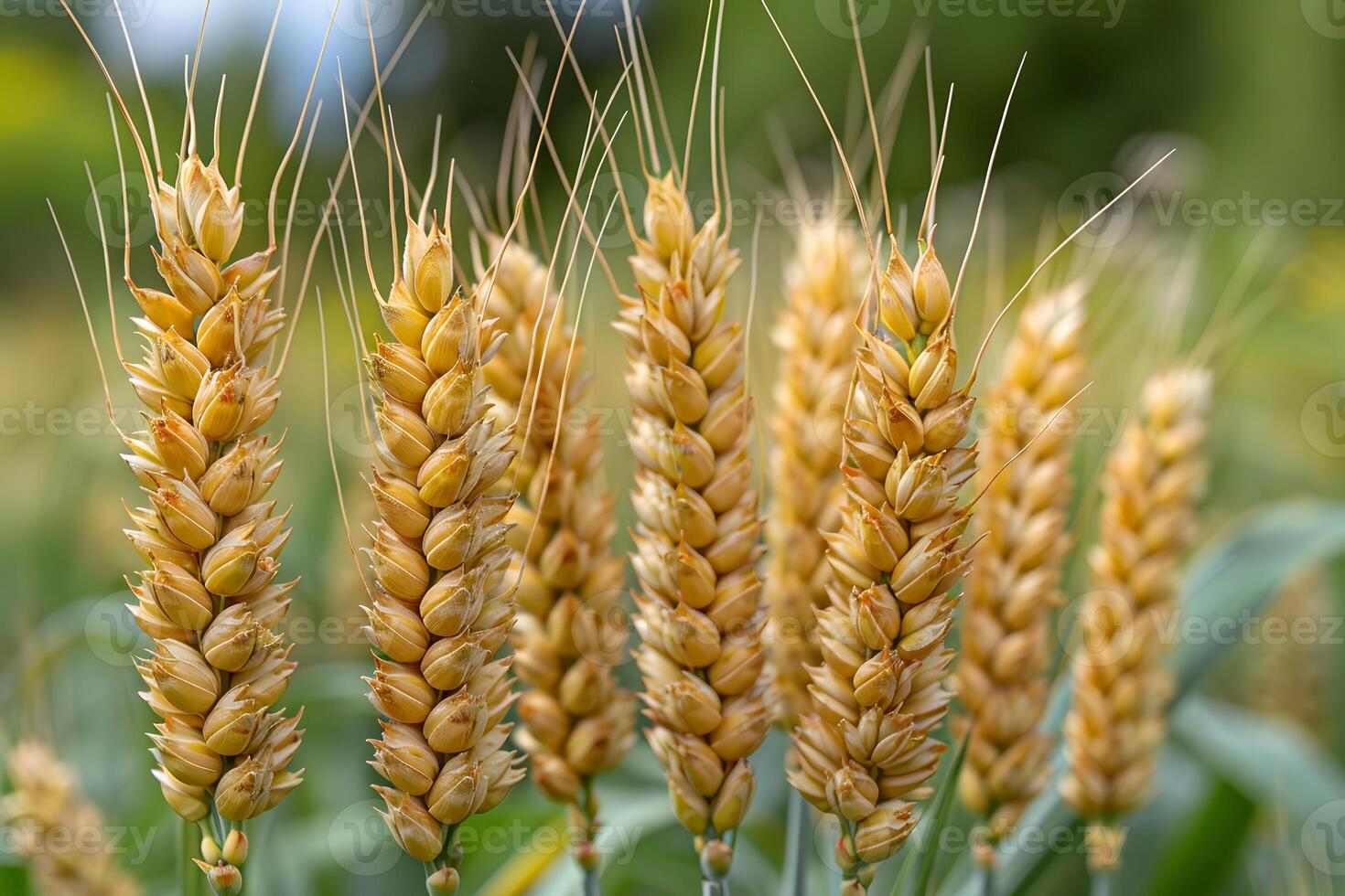 Golden Wheat Ears in Sunlit Field Agriculture and Harvest Abundance photo
