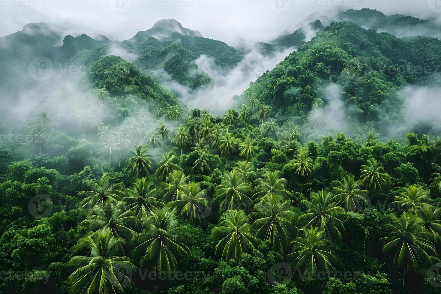 Lush Tropical Rainforest with Misty Mountains in a Serene, Natural Landscape photo