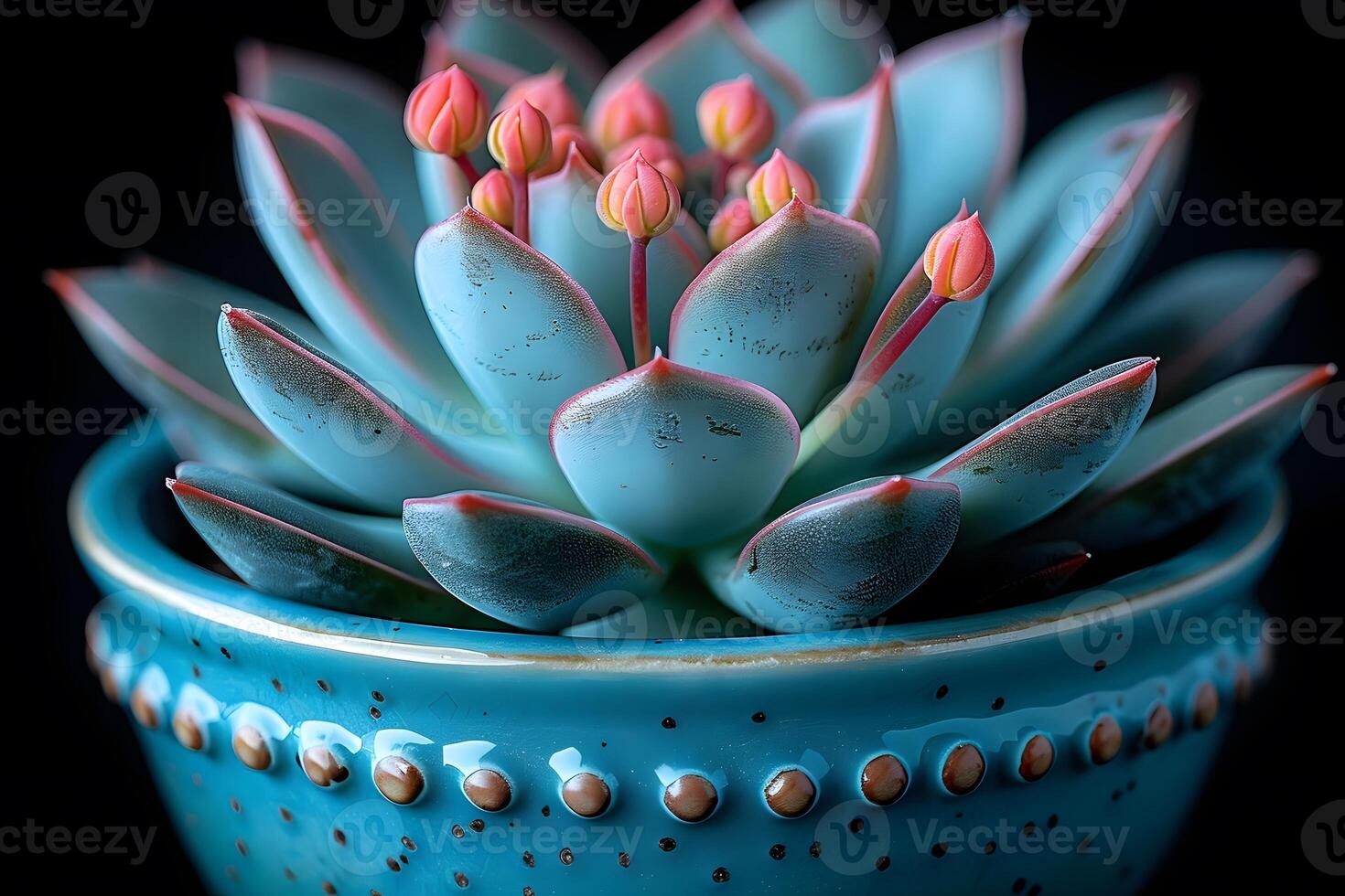 Vibrant Succulent in Decorative Blue Pot Perfect for Interior Design, Nature, and Art Projects photo