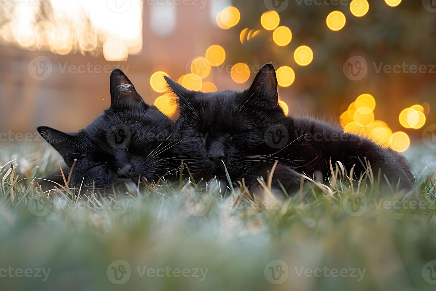 Cozy Black Cats Napping on Grass with Bokeh Lights in Background photo