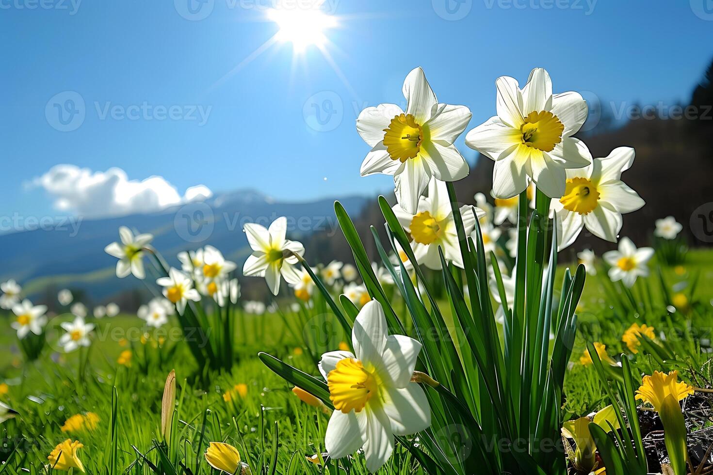 Springtime Bloom Daffodils in Lush Mountain Meadow Under Bright Sunlight photo