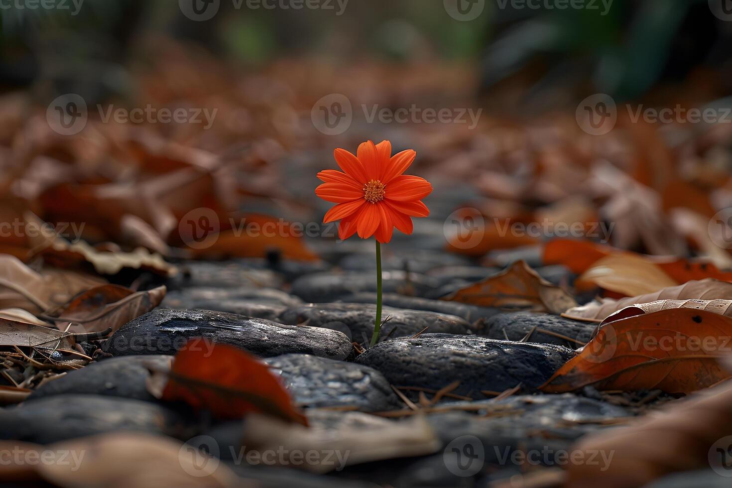 Solitary Orange Flower on a Cobblestone Path Amidst Autumn Leaves photo