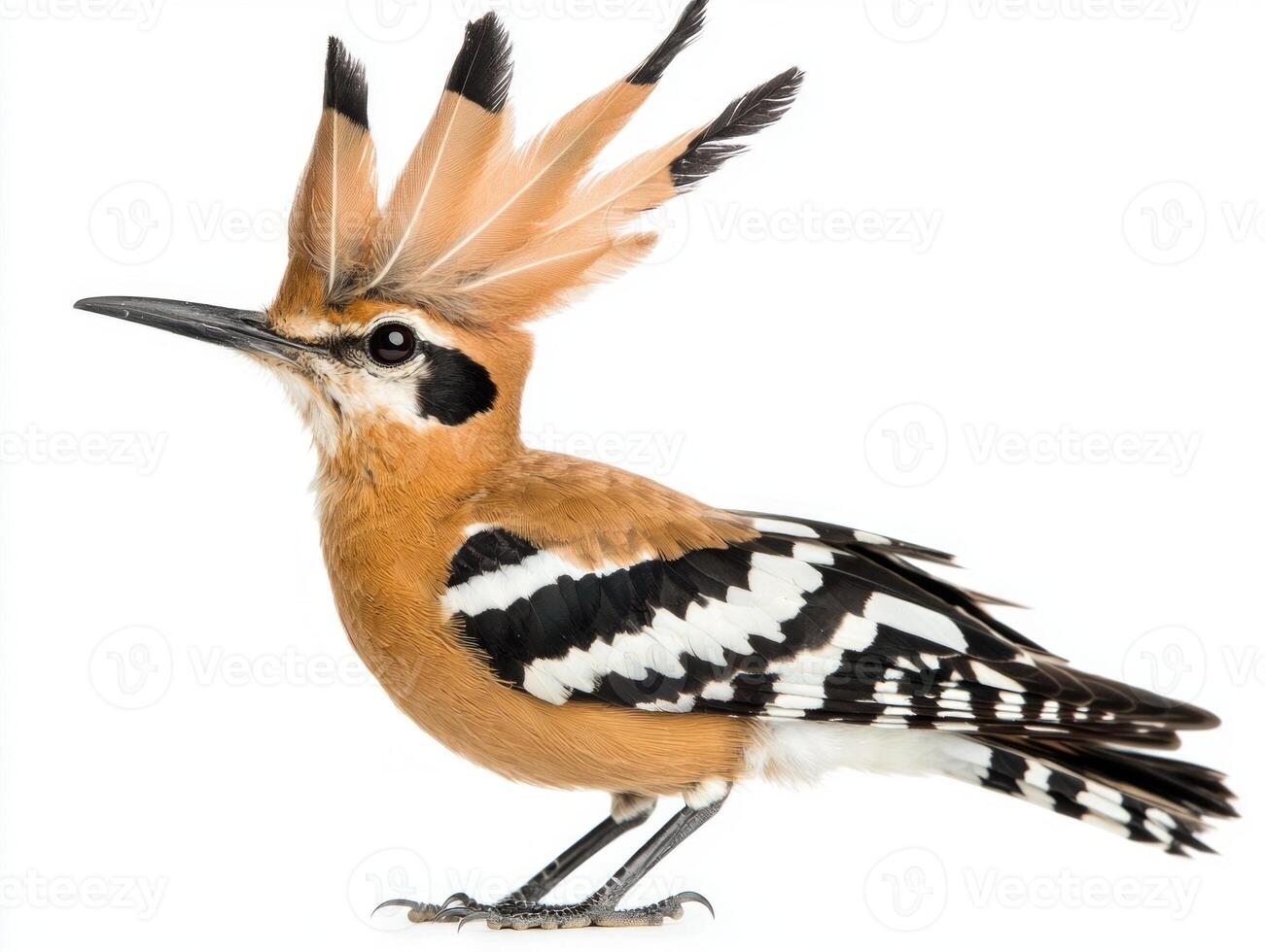 striking bird stands proudly with its vibrant crest raised and sharp beak prominently displayed, highlighting its unique features against a clean backdrop. photo
