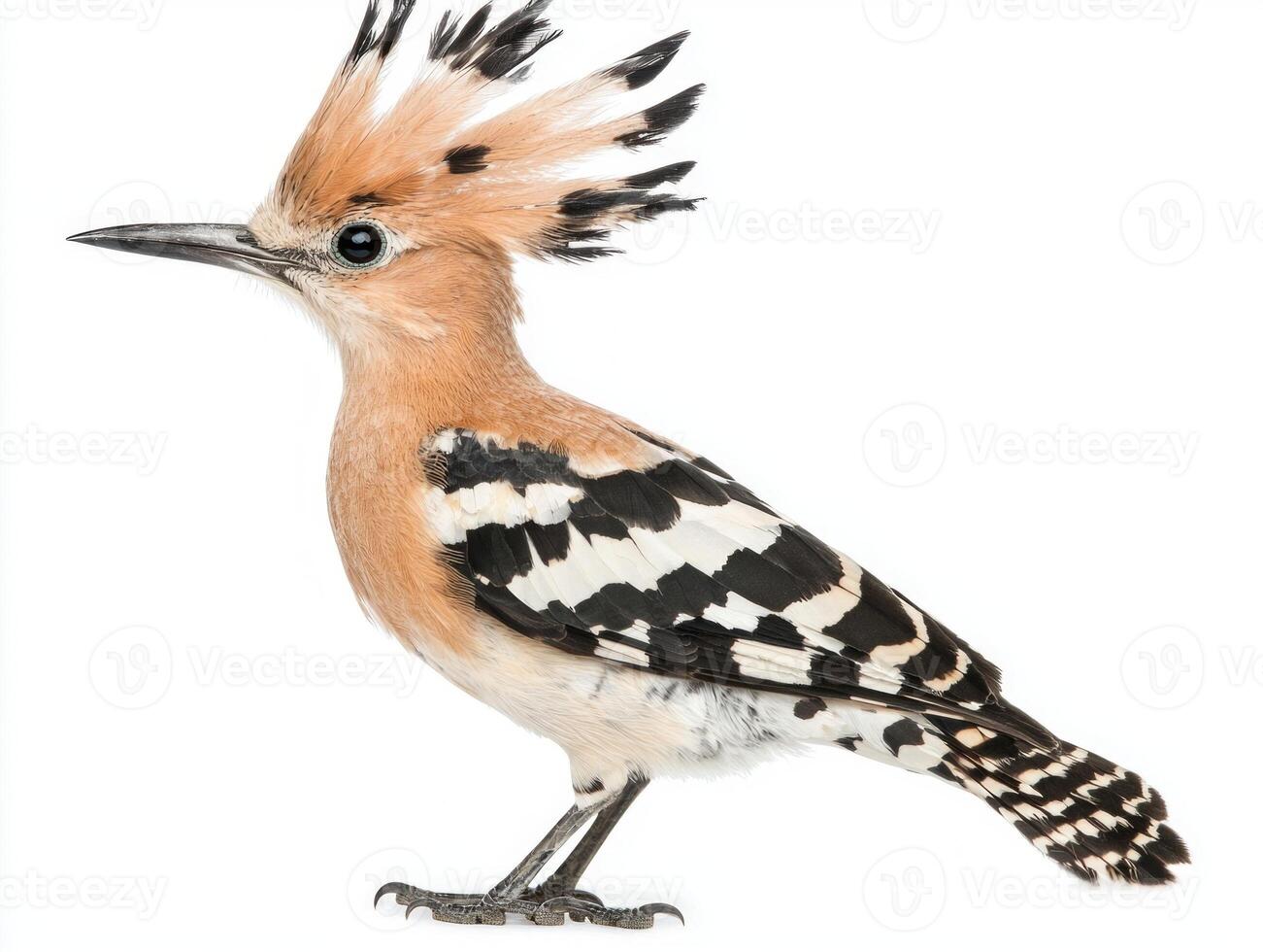 captivating bird displays its vibrant plumage and prominent crest while standing proudly. The sharp beak highlights its distinctive features, enchanting any observer. photo