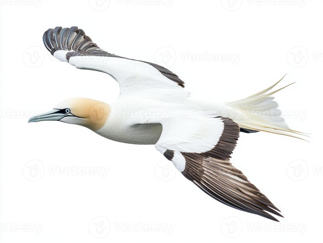 northern gannet soars elegantly through the air, showcasing its striking white feathers and distinctive black wingtips in a serene, isolated setting. photo